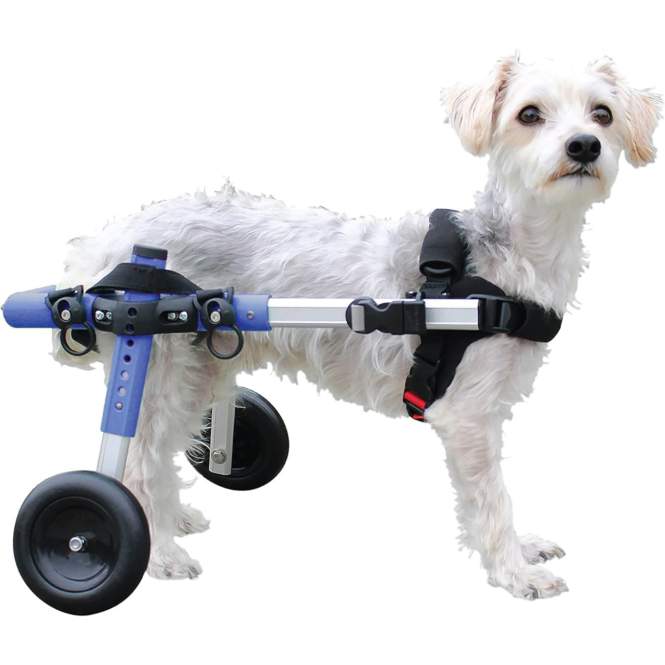 Donate to Us Dog Wheelchair - for Small Dogs 11-25 Pounds - Veterinarian Approved - Dog Wheelchair for Back Legs