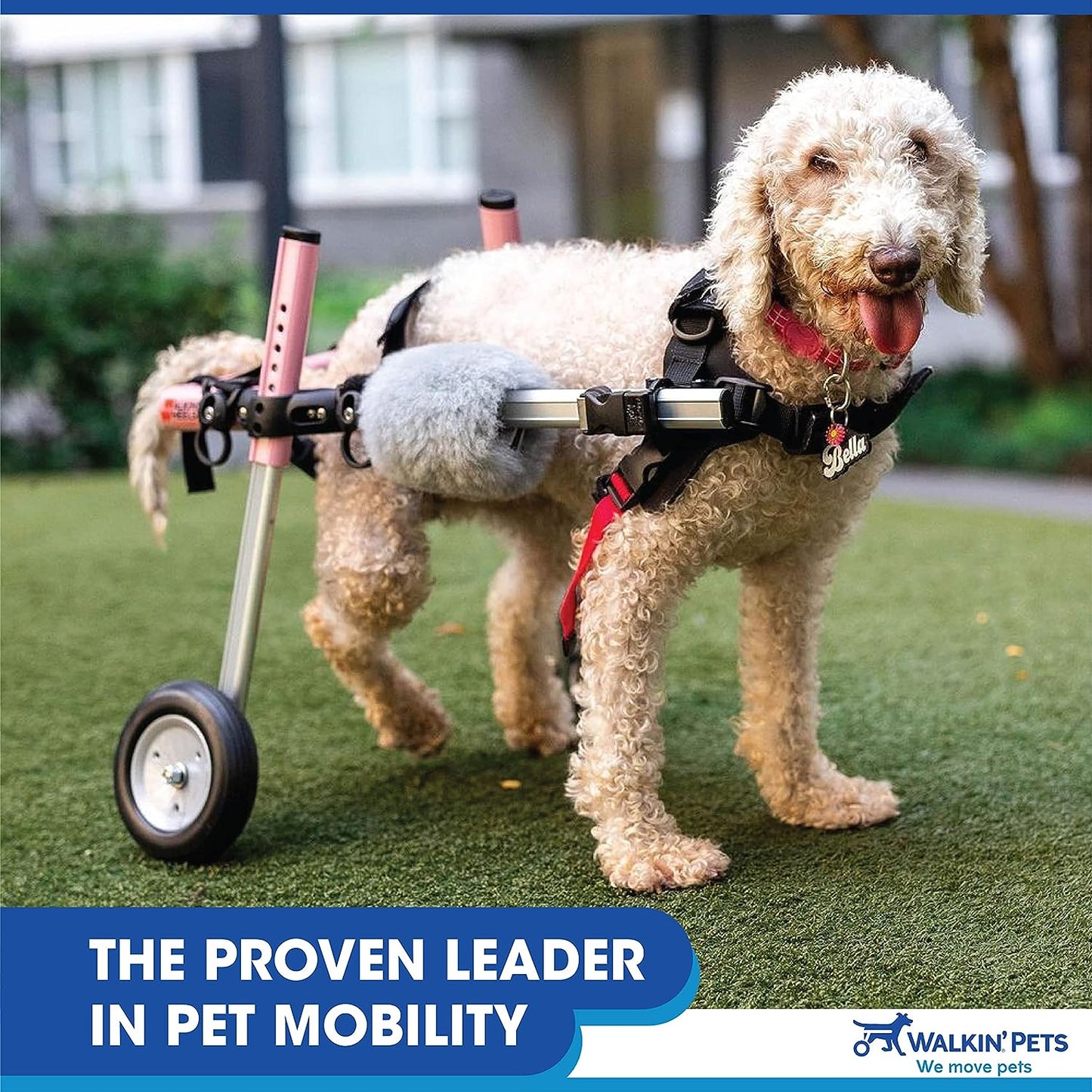 Donate to Us Dog Wheelchair - for Small Dogs 11-25 Pounds - Veterinarian Approved - Dog Wheelchair for Back Legs